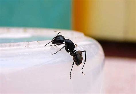 家裡有螞蟻怎麼處理 厨房风水方向